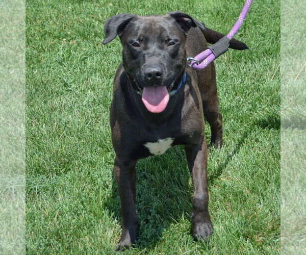Medium Photo #3 Rottweiler-Unknown Mix Puppy For Sale in Huntley, IL, USA