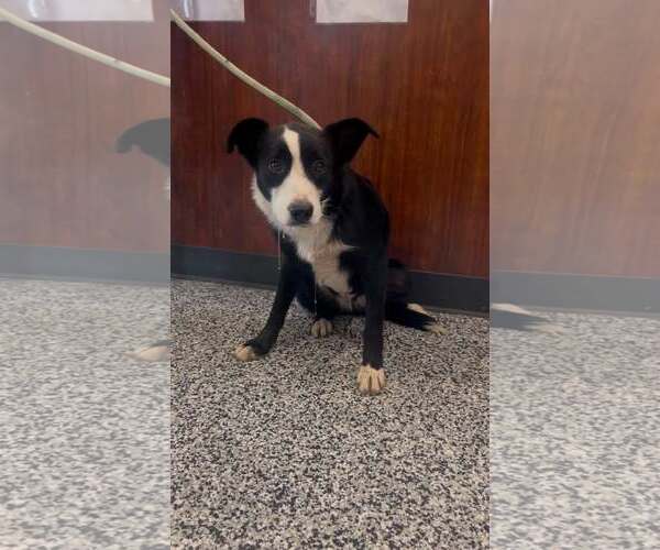 Medium Photo #7 Border Collie Puppy For Sale in Highland, IL, USA
