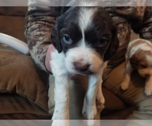 Brittany Puppy for sale in AVON, OH, USA