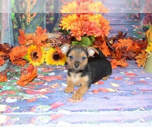YorkiePoo-Yorkshire Terrier Mix Puppy for sale in LAKE BENTON, MN, USA