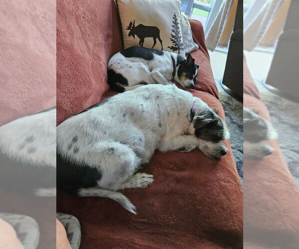Medium Photo #3 Ratshi Terrier Puppy For Sale in Minneapolis, MN, USA