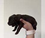 Small Photo #7 Australian Shepherd Puppy For Sale in DEVINE, TX, USA