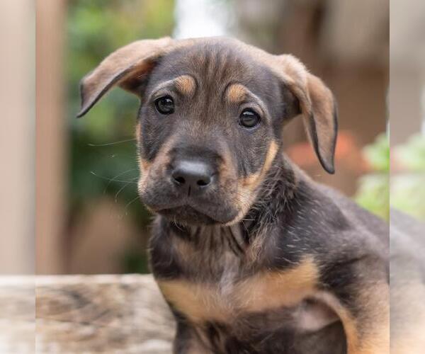 Medium Photo #7 Labrador Retriever-Unknown Mix Puppy For Sale in San Diego, CA, USA
