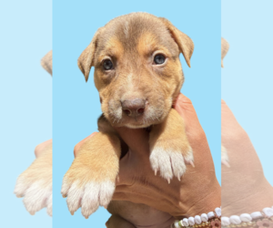 Mutt Dogs for adoption in Rockville, MD, USA