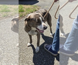 Mutt Dogs for adoption in Rustburg, VA, USA