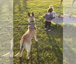 Small #2 German Shepherd Dog Mix