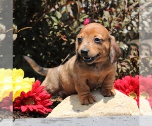 Dachshund Puppy for sale in LEOLA, PA, USA