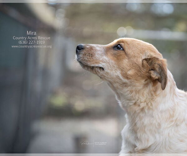 Medium Photo #2 Mutt Puppy For Sale in Manchester, MO, USA