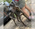 Small #1 Great Dane