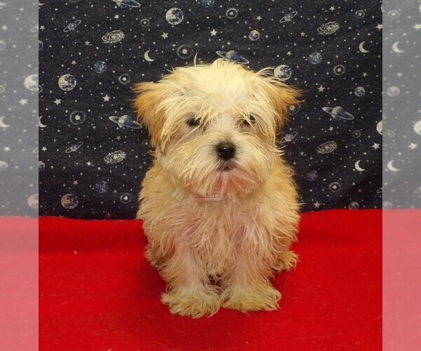 Medium Photo #3 Morkie Puppy For Sale in PATERSON, NJ, USA