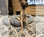 Small #1 Great Dane Mix