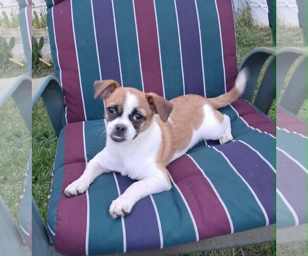 Medium Photo #3 Cheagle Puppy For Sale in Mukwonago, WI, USA