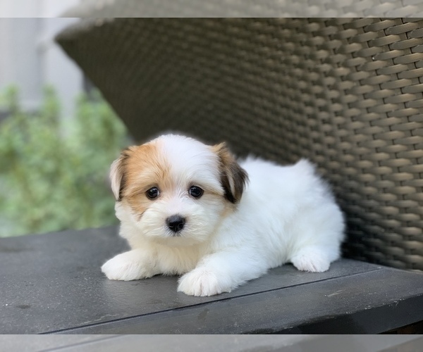Medium Photo #4 Havanese Puppy For Sale in HOUSTON, TX, USA