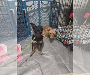 Charlie A Dachshund-Corgi mix male - Male Dorgi Dog for Adoption - Photo #9