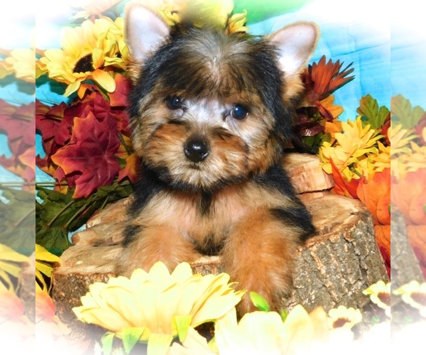 Medium Photo #1 Yorkshire Terrier Puppy For Sale in HAMMOND, IN, USA