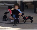Small #2 Dachshund Mix