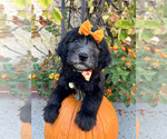 Puppy Sandy Cheeks Golden Mountain Doodle 