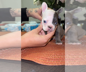 French Bulldog Puppy for sale in PROVIDENCE, RI, USA