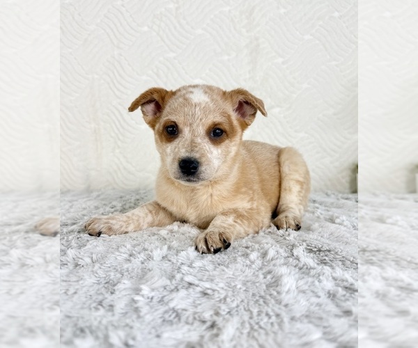 Medium Photo #4 Australian Cattle Dog Puppy For Sale in GREENFIELD, IN, USA