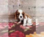Small #10 Cavalier King Charles Spaniel