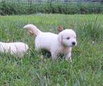 Small Photo #12 English Cream Golden Retriever Puppy For Sale in MILLVILLE, MA, USA