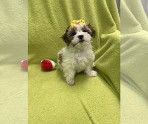 Mal-Shi Puppy for sale in RANDOLPH, MA, USA