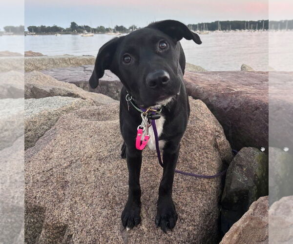 Medium Photo #7 Labrador Retriever-Unknown Mix Puppy For Sale in Boston, MA, USA