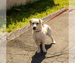 Small #14 Labrador Retriever Mix