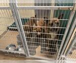 GRACIE - Female Mutt Dog for Adoption - Small photo