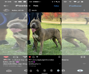Father of the American Bully puppies born on 04/26/2023