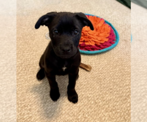 American Staffordshire Terrier-Labrador Retriever Mix Dogs for adoption in Holly Springs, NC, USA