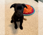 Small American Staffordshire Terrier-Labrador Retriever Mix