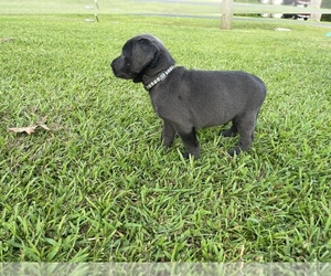 Labrador Retriever Puppy for sale in GEORGETOWN, SC, USA