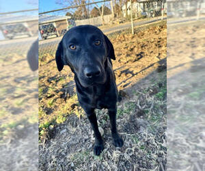 Mutt Dogs for adoption in Wakefield, RI, USA