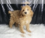 Small #4 Poodle (Toy)