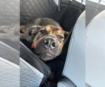 Small #1 German Shepherd Dog Mix