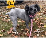 Small #4 Poodle (Miniature) Mix