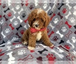 Small #5 Cavapoo (Miniature)