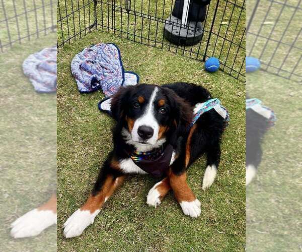 Medium Photo #15 Bernese Mountain Dog Puppy For Sale in Raleigh, NC, USA