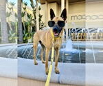 Small #13 German Shepherd Dog Mix