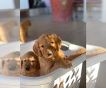 Small #4 Golden Retriever