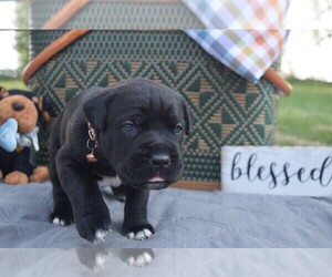 Cane Corso Puppy for sale in OZARK, MO, USA