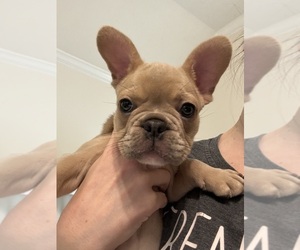 French Bulldog Puppy for Sale in CONROE, Texas USA