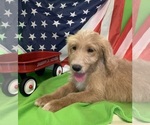 Small Photo #26 English Cream Golden Retriever-Poodle (Standard) Mix Puppy For Sale in DEARBORN, MO, USA