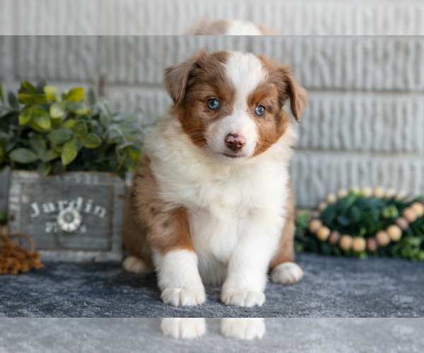 Medium Photo #19 Miniature Australian Shepherd Puppy For Sale in BALTIC, OH, USA