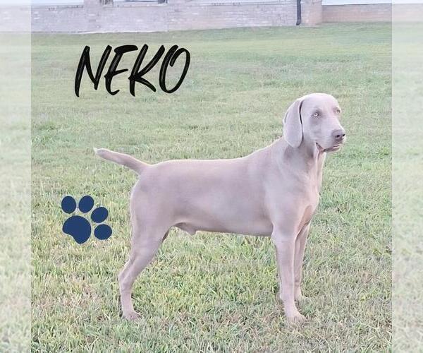 Medium Photo #1 Weimaraner Puppy For Sale in LEWISBURG, KY, USA