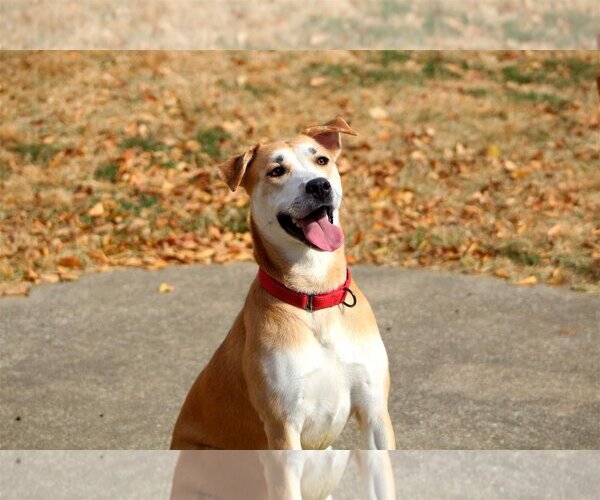 Medium Photo #2 American Pit Bull Terrier-Huskies  Mix Puppy For Sale in Bardstown, KY, USA