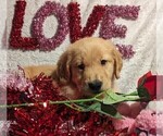 Small Photo #10 Golden Retriever Puppy For Sale in MODESTO, CA, USA