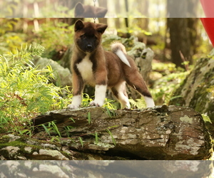 Akita Puppy for sale in SUSSEX, NJ, USA