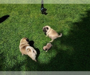 Father of the Pug puppies born on 05/17/2022